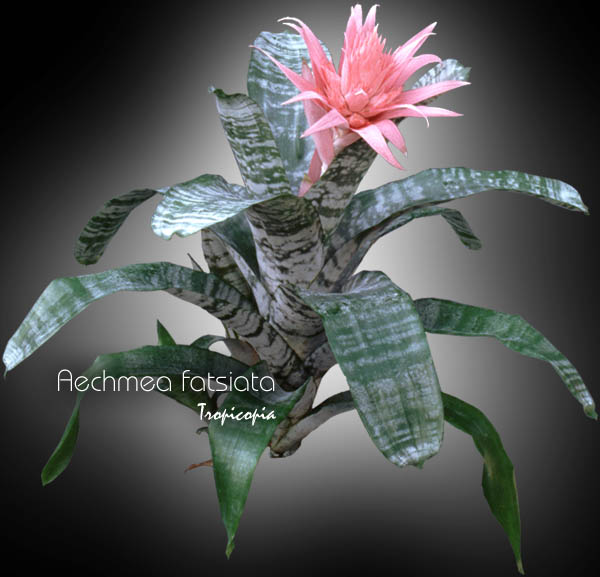 Bromeliad - Aechmea fatsiata - Silver vase